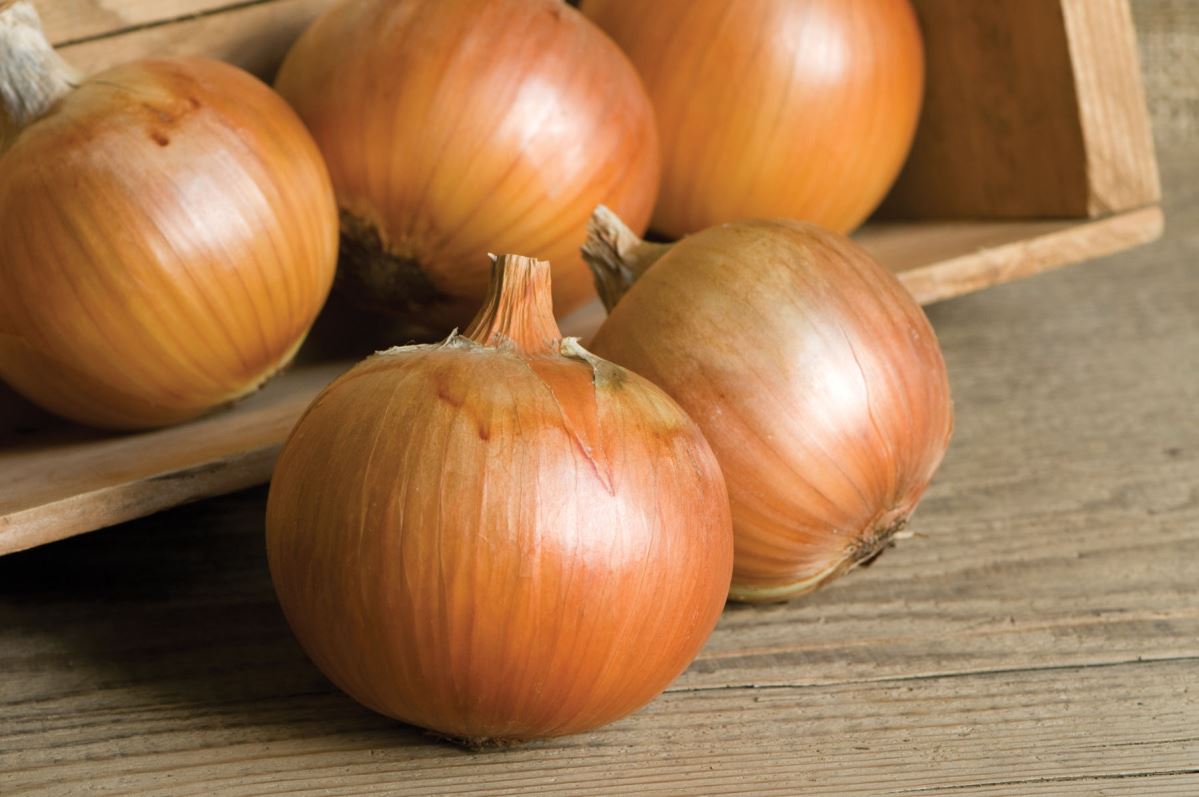 Patterson – Onion Seed